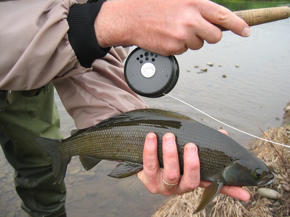 Arctic Grayling