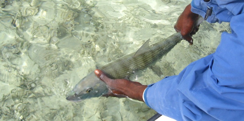 Bahamas Bonefish