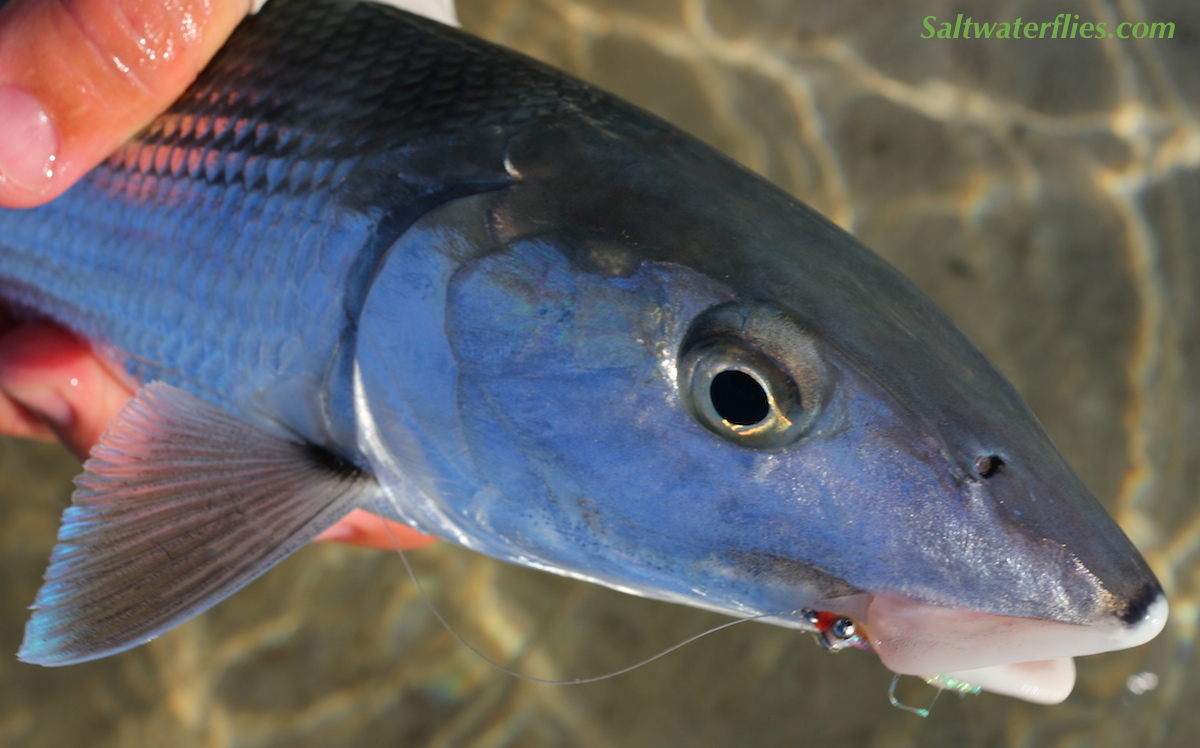 Bonefish on Scampi Fly