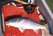 Redfish in the tin boat