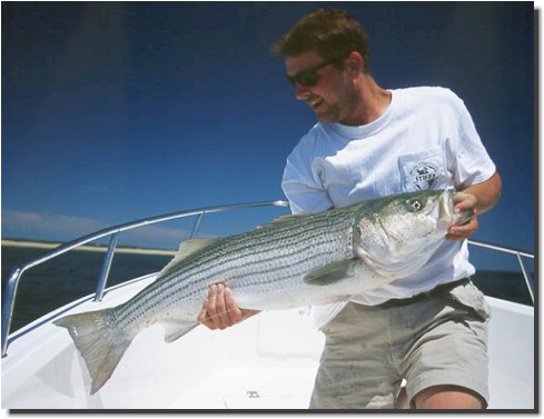 Dave Skok with a big striper