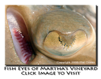 Fish Eyes of Martha's Vineyard by Capt Phil Cronin