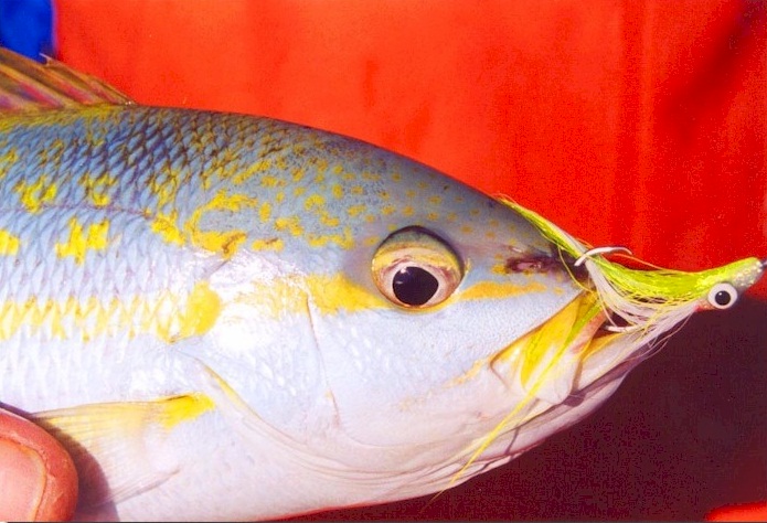 Yellowtail Snapper