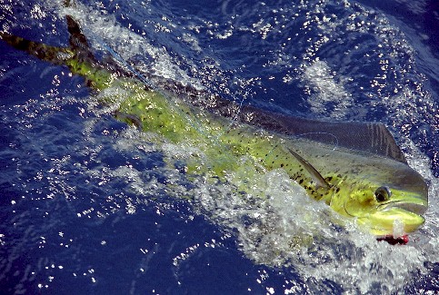 Dolphin / Mahi Mahi!