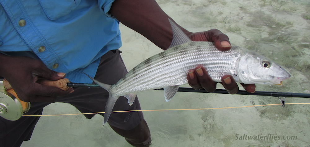  Gator with a Bahamas Bonefish