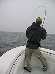 Bluefin nearly at boatside
