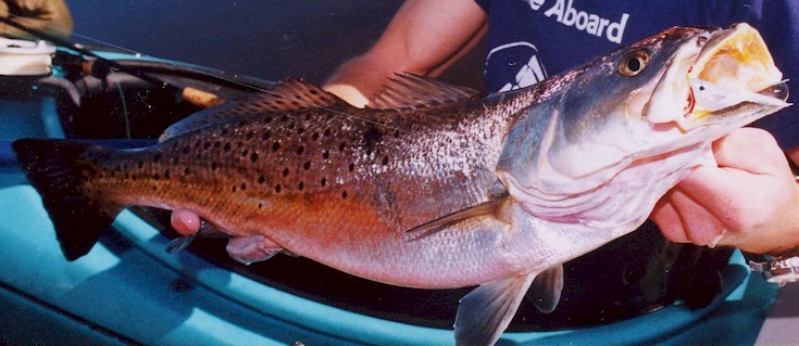 Seatrout closeup