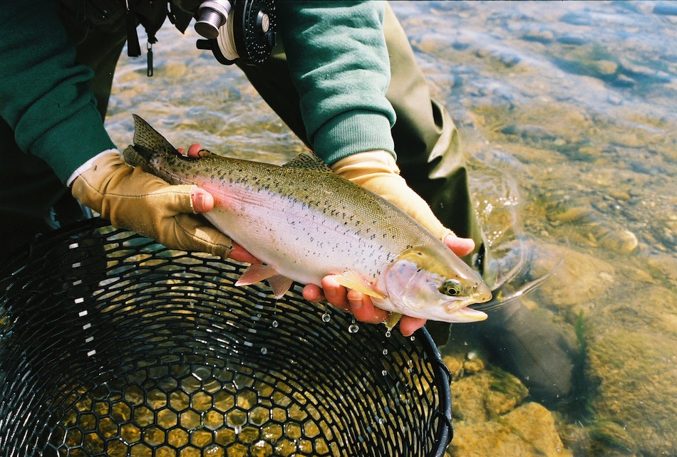 Montana Rainbow