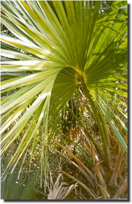 The sight of palm trees soothes the soul of a New Englander. Photo: Chris Windram