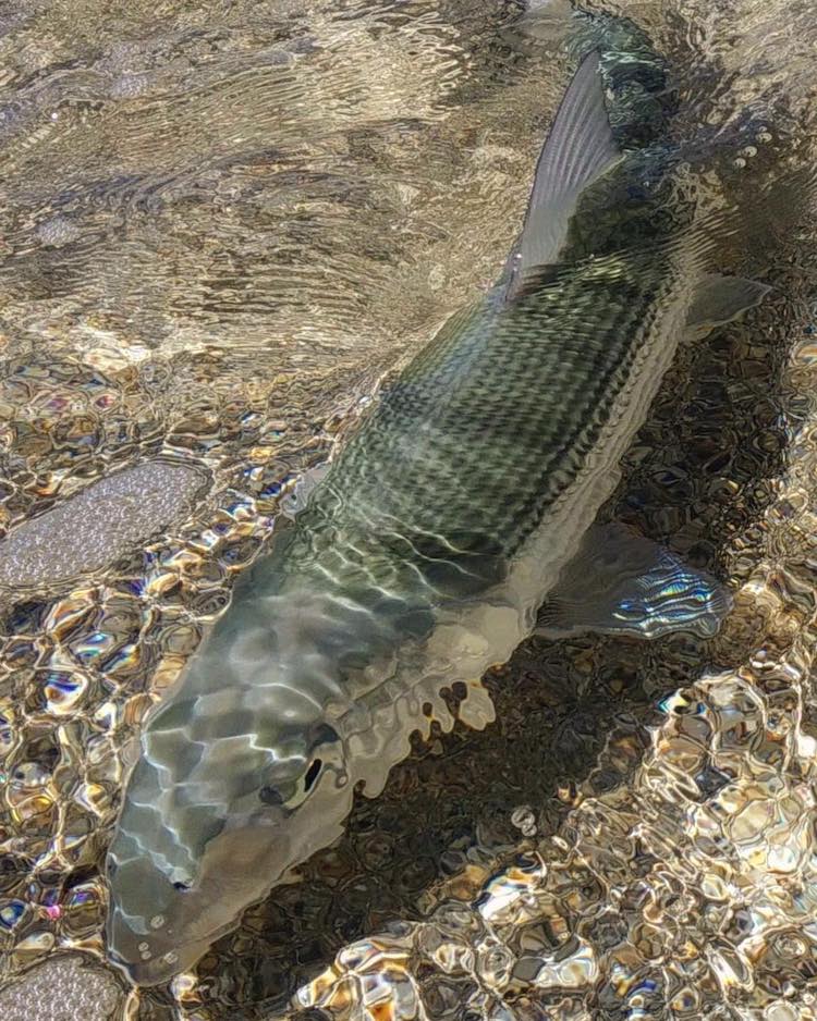 Carribean Bonefish