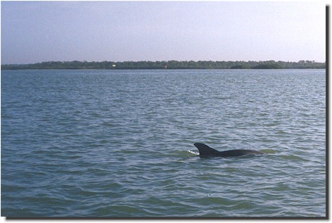 Porpoise rolling in Lemon Bay. Photo: Chris Windram