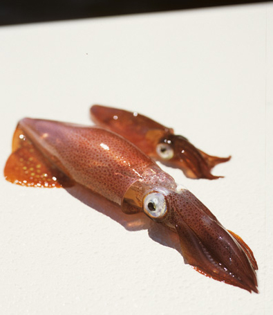 Red Squid...