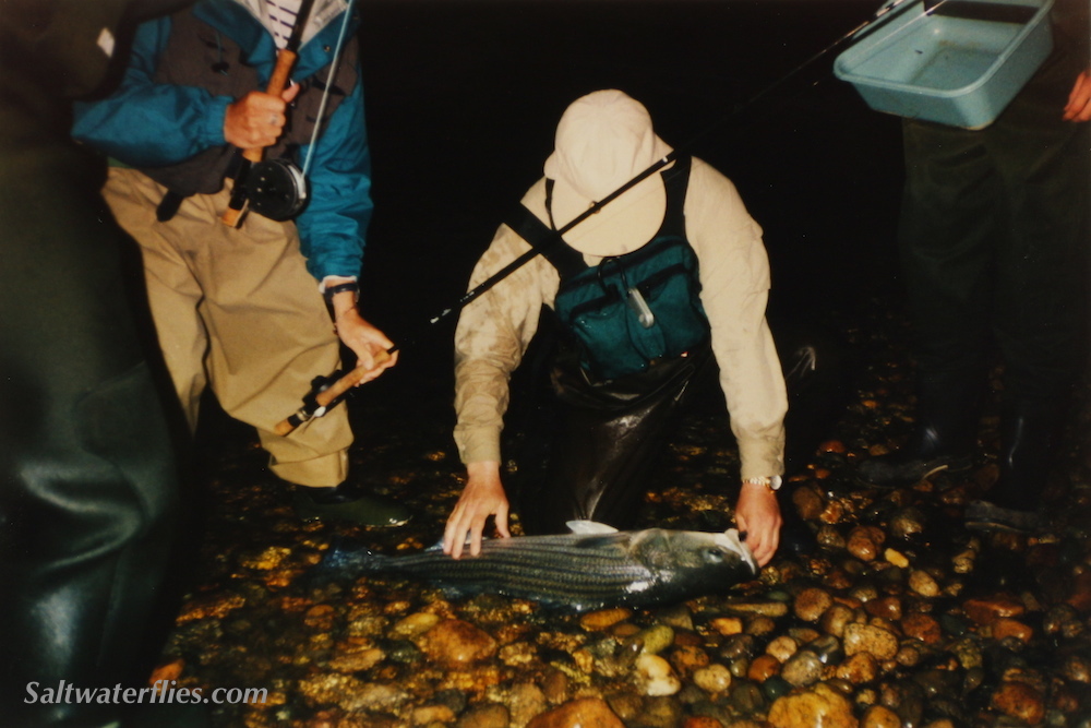 Striped Bass on the Rocks