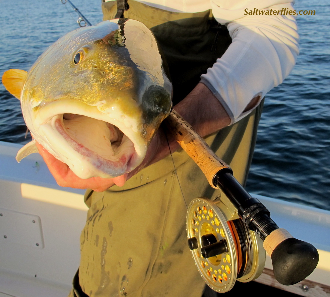 Redfish on top